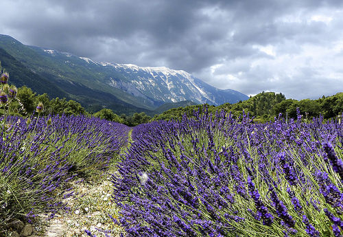 Virée autour du Mont Ventoux. On débute par le versant Nord by mary maa