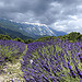 Virée autour du Mont Ventoux. On débute par le versant Nord par mary maa - Brantes 84390 Vaucluse Provence France