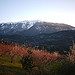 Le Mont-Ventoux enneigé by france pierre26 - Brantes 84390 Vaucluse Provence France