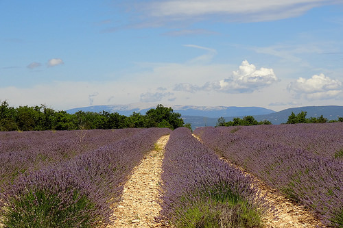 Lavender in Luberon, Provence par HervelineG