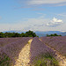 Lavender in Luberon, Provence par HervelineG - Buoux 84480 Vaucluse Provence France
