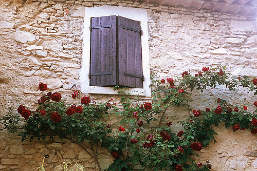 Provence Buoux Auberge Window and Roses par wanderingYew2