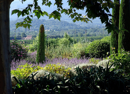 Verdure et lavande en Cabrières d'Avignon par Mattia Camellini