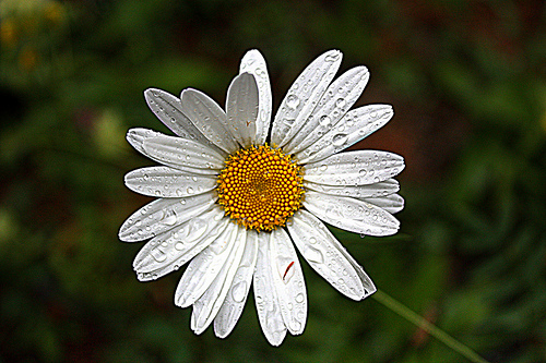 Pâquerette mouillée (Bellis perennis) par J.P brindejonc