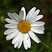 Pâquerette mouillée (Bellis perennis) by J.P brindejonc - Caderousse 84860 Vaucluse Provence France