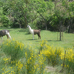 Lamas en Provence by gab113 - Caromb 84330 Vaucluse Provence France