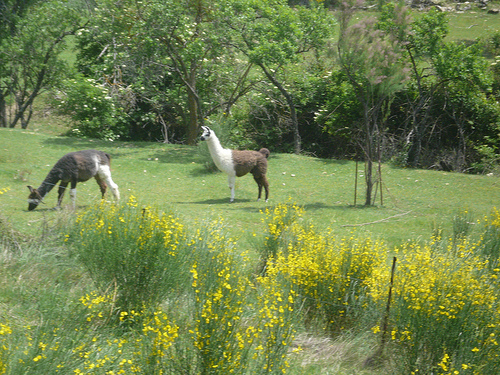 Lamas en Provence by gab113