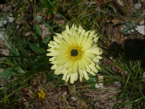 Fleur jaune par gab113