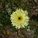 Fleur jaune par gab113 - Caromb 84330 Vaucluse Provence France