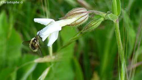 Le bombyle, spécialiste du vol stationnaire, inspectant une fleur de silène by Christophe Guay