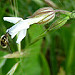 Le bombyle, spécialiste du vol stationnaire, inspectant une fleur de silène par Christophe Guay - Carpentras 84200 Vaucluse Provence France