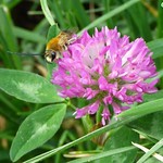 Une abeille sauvage butinant son trèfle by Christophe Guay - Carpentras 84200 Vaucluse Provence France