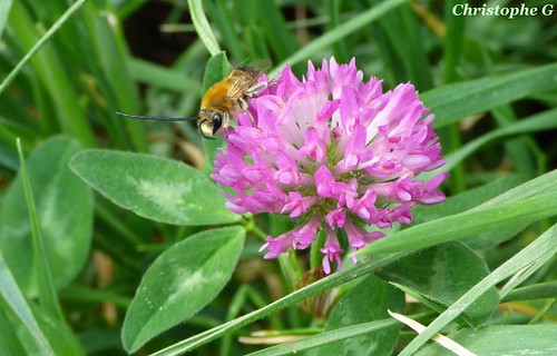 Une abeille sauvage butinant son trèfle par Christophe Guay