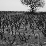 La vigne en hiver par phildesorg - Châteauneuf-du-Pape 84230 Vaucluse Provence France