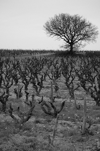 La vigne en hiver par phildesorg