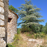 Chapelle et cèdre - Cucuron by Charlottess - Cucuron 84160 Vaucluse Provence France