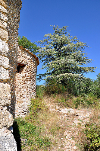 Chapelle et cèdre - Cucuron par Charlottess