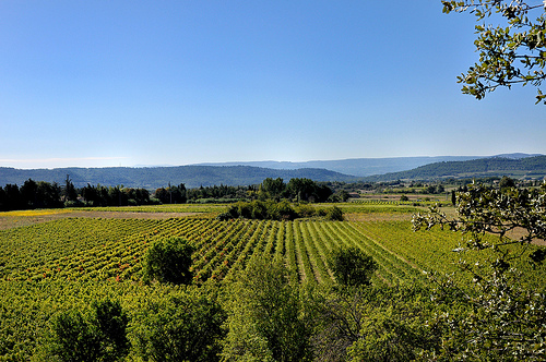 Vignobles de Cucuron par Charlottess