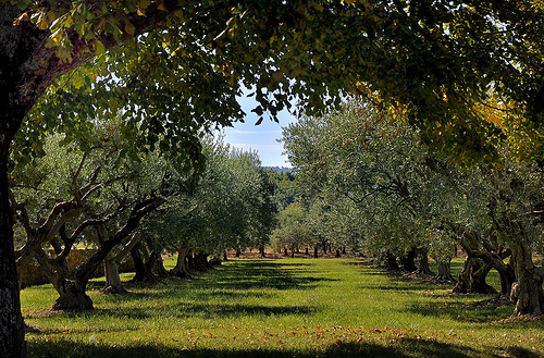 Champs d'oliviers à Cucuron par Charlottess