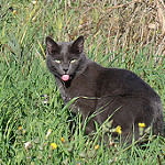 Chat qui tire la langue by Christophe Guay - Entraigues sur la Sorgue 84320 Vaucluse Provence France