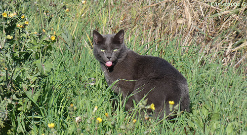 Chat qui tire la langue by Christophe Guay