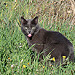 Chat qui tire la langue by Christophe Guay - Entraigues sur la Sorgue 84320 Vaucluse Provence France