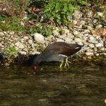 Gallinule poule d'eau dans la Sorgue  par Patrimoines du Sud de la France - Entraigues sur la Sorgue 84320 Vaucluse Provence France