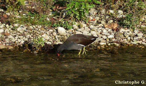 Gallinule poule d'eau dans la Sorgue  by Patrimoines du Sud de la France