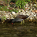 Gallinule poule d'eau dans la Sorgue  by Patrimoines du Sud de la France - Entraigues sur la Sorgue 84320 Vaucluse Provence France