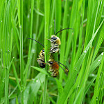 Trio d'abeilles sauvages dans les hautes herbes (Entraigues sur la sorgue - Vaucluse - 9 avril 2018) by Christophe Guay - Entraigues sur la Sorgue 84320 Vaucluse Provence France