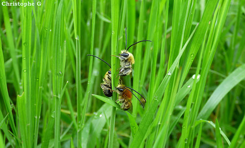 Trio d'abeilles sauvages dans les hautes herbes (Entraigues sur la sorgue - Vaucluse - 9 avril 2018) par Christophe Guay