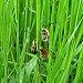 Trio d'abeilles sauvages dans les hautes herbes (Entraigues sur la sorgue - Vaucluse - 9 avril 2018) par Christophe Guay - Entraigues sur la Sorgue 84320 Vaucluse Provence France