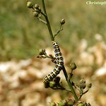 Chenille de la Cucullie de la Scrophulaire - jaune et noire by Christophe Guay - Entraigues sur la Sorgue 84320 Vaucluse Provence France