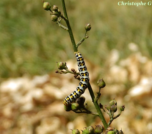 Chenille de la Cucullie de la Scrophulaire - jaune et noire by Christophe Guay