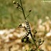 Chenille de la Cucullie de la Scrophulaire - jaune et noire par Christophe Guay - Entraigues sur la Sorgue 84320 Vaucluse Provence France