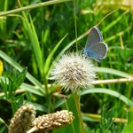 Le demi-argus sur son aigrette de pissenlit observant les lotiers corniculés by Christophe Guay - Entraigues sur la Sorgue 84320 Vaucluse Provence France