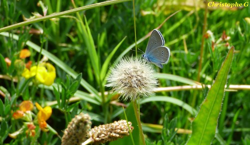 Le demi-argus sur son aigrette de pissenlit observant les lotiers corniculés par Christophe Guay