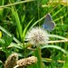 Le demi-argus sur son aigrette de pissenlit observant les lotiers corniculés par Christophe Guay - Entraigues sur la Sorgue 84320 Vaucluse Provence France