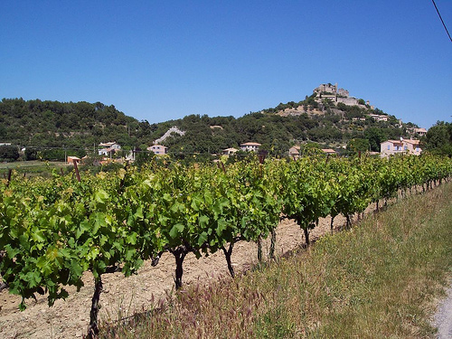 Vineyards close to Entrechaux by Piffer