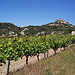 Vineyards close to Entrechaux by Piffer - Entrechaux 84340 Vaucluse Provence France
