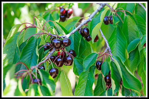 Les Cerises Burlat de Flassan par Photo-Provence-Passion