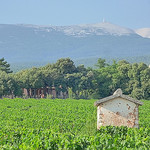 Vigne à Flassan - côte du ventoux par gab113 - Flassan 84410 Vaucluse Provence France