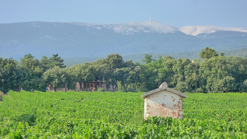 Vigne à Flassan - côte du ventoux by gab113