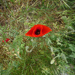 coquelicot by gab113 - Flassan 84410 Vaucluse Provence France