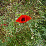 coquelicot par gab113 - Flassan 84410 Vaucluse Provence France