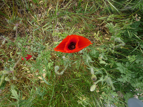 coquelicot par gab113