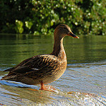 Cane au fil de l'eau by bernard BONIFASSI - Fontaine de Vaucluse 84800 Vaucluse Provence France