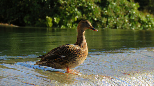 Cane au fil de l'eau by bernard BONIFASSI