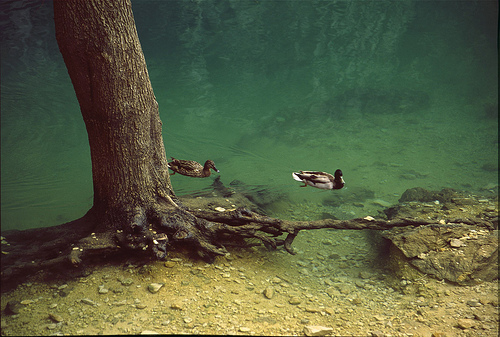 Fontaine de Vaucluse, canards et racines par Zakolin