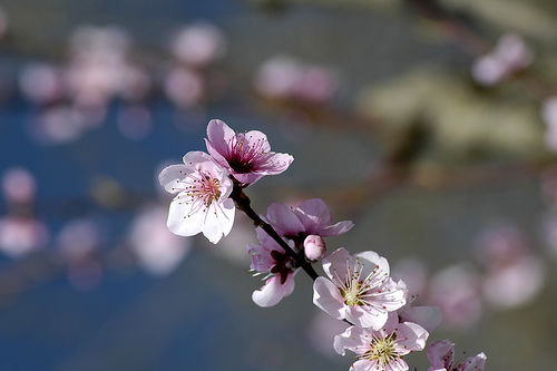 Cerisier en fleurs by [ SUD ] Bertil Hansson